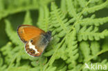 Tweekleurig hooibeestje (Coenonympha arcania) 