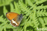 Tweekleurig hooibeestje (Coenonympha arcania) 