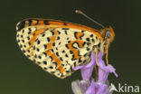 Tweekleurige parelmoervlinder (Melitaea didyma)