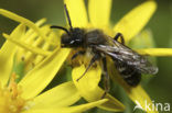 Tweekleurige zandbij (Andrena bicolor)