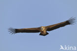 Eurasian Griffon (Gyps fulvus)