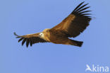 Eurasian Griffon (Gyps fulvus)