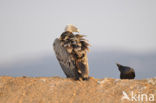 Eurasian Griffon (Gyps fulvus)