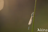 Variabele waterjuffer (Coenagrion pulchellum)