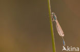 Variabele waterjuffer (Coenagrion pulchellum)