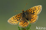 Veenbesparelmoervlinder (Boloria aquilonaris) 