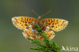 Veenbesparelmoervlinder (Boloria aquilonaris) 