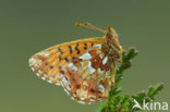 Veenbesparelmoervlinder (Boloria aquilonaris) 