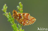 Veenbesparelmoervlinder (Boloria aquilonaris) 