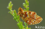 Veenbesparelmoervlinder (Boloria aquilonaris) 