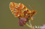 Veenbesparelmoervlinder (Boloria aquilonaris) 