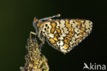 Veldparelmoervlinder (Melitaea cinxia) 