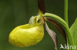 Lady’s slipper (Cypripedium calceolus)