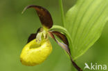 Lady’s slipper (Cypripedium calceolus)