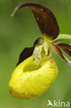 Lady’s slipper (Cypripedium calceolus)