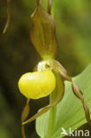 Lady’s slipper (Cypripedium calceolus)