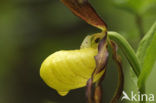 Lady’s slipper (Cypripedium calceolus)