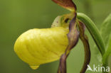 Lady’s slipper (Cypripedium calceolus)