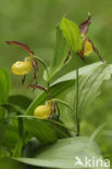 Lady’s slipper (Cypripedium calceolus)