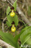 Lady’s slipper (Cypripedium calceolus)