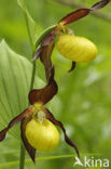 Lady’s slipper (Cypripedium calceolus)