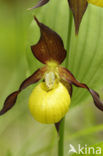 Lady’s slipper (Cypripedium calceolus)