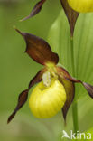 Lady’s slipper (Cypripedium calceolus)