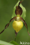 Lady’s slipper (Cypripedium calceolus)