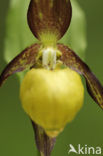 Lady’s slipper (Cypripedium calceolus)