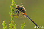 White-faced Darter (Leucorrhinia dubia)