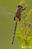 Venwitsnuitlibel (Leucorrhinia dubia) 