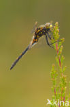 Venwitsnuitlibel (Leucorrhinia dubia) 