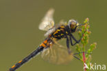 White-faced Darter (Leucorrhinia dubia)