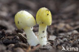 Verkleurend kleefhoedje (Bolbitius variicolor) 