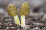 Verkleurend kleefhoedje (Bolbitius variicolor) 