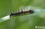 Four-spotted Footman (Lithosia quadra)