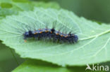 Four-spotted Footman (Lithosia quadra)