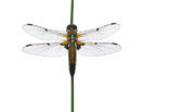 Four-spotted Chaser (Libellula quadrimaculata)