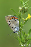 Violette vuurvlinder (Lycaena alciphron)