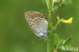 Purple-shot copper (Lycaena alciphron)