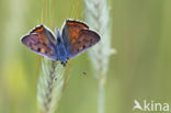 Purple-shot copper (Lycaena alciphron)