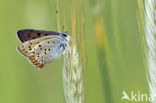 Violette vuurvlinder (Lycaena alciphron)