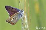 Purple-shot copper (Lycaena alciphron)