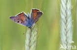 Purple-shot copper (Lycaena alciphron)