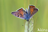 Violette vuurvlinder (Lycaena alciphron)