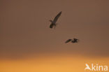 Common Tern (Sterna hirundo)