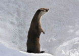 European Otter (Lutra lutra) 