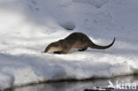 Visotter