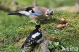 Vlaamse Gaai (Garrulus glandarius)