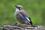 Eurasian Jay (Garrulus glandarius)